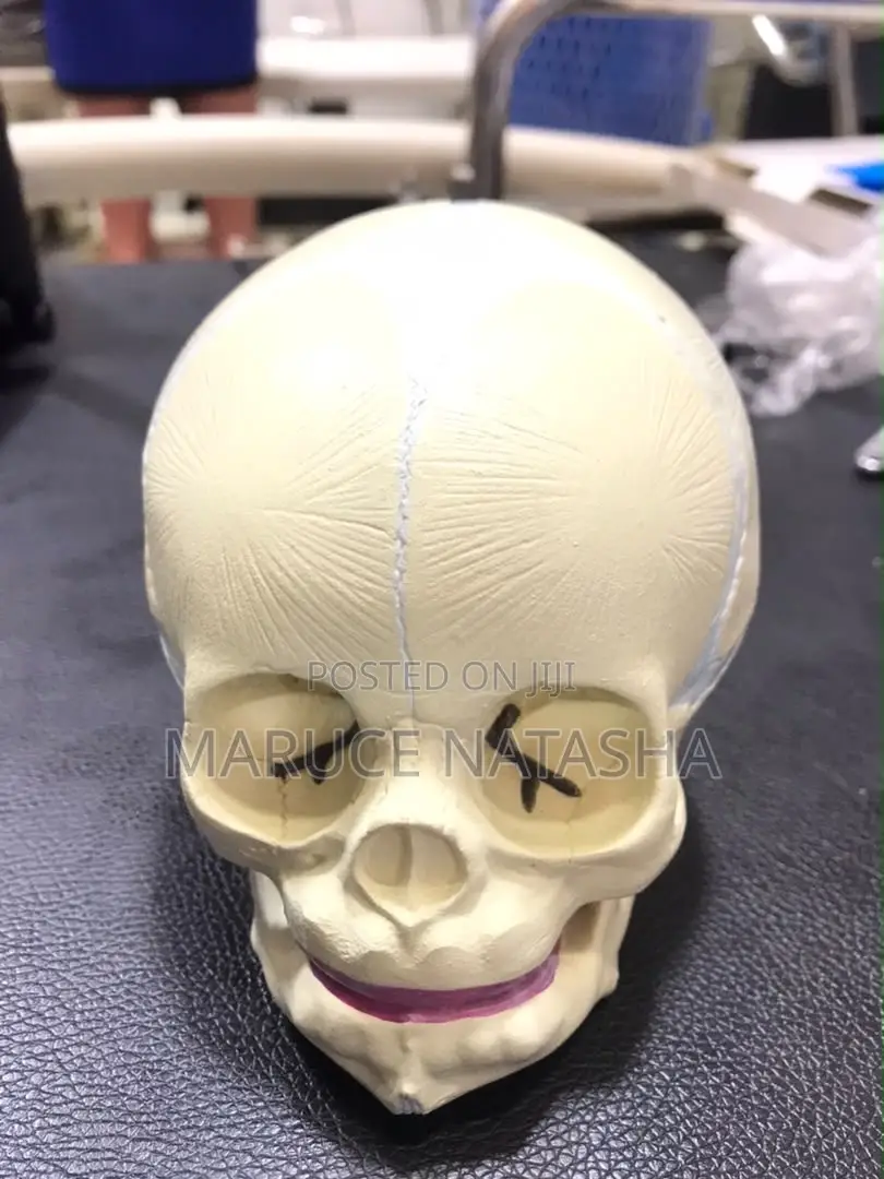 Children Skull Model