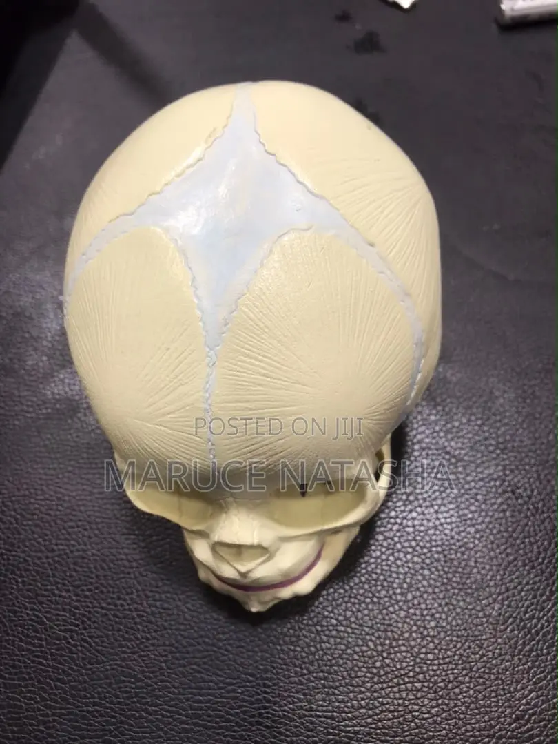 Children Skull Model
