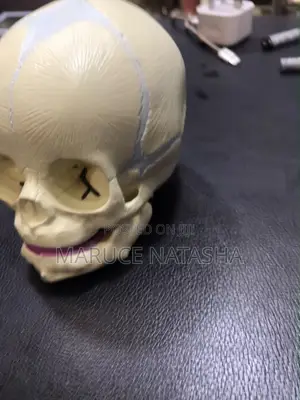 Children Skull Model
