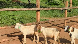 75% Crossed Savannah Kalahari and Boer Bucks