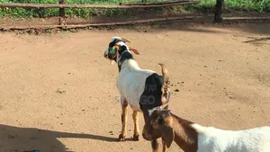 75% Crossed Savannah Kalahari and Boer Bucks