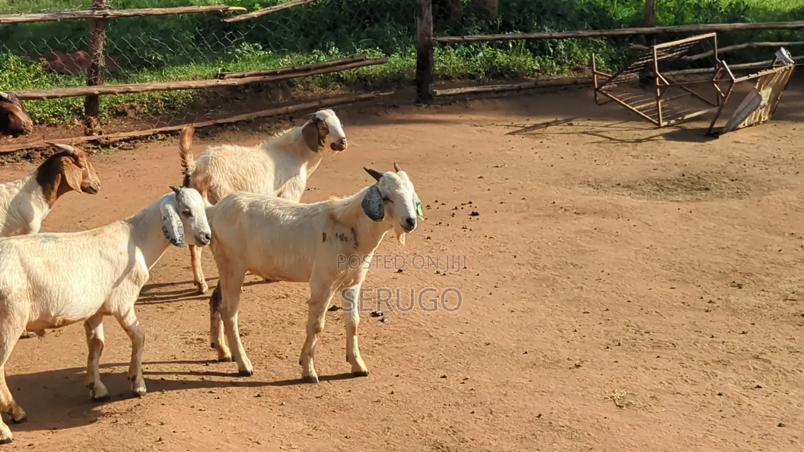 75% Crossed Savannah Kalahari and Boer Bucks