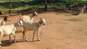 75% Crossed Savannah Kalahari and Boer Bucks