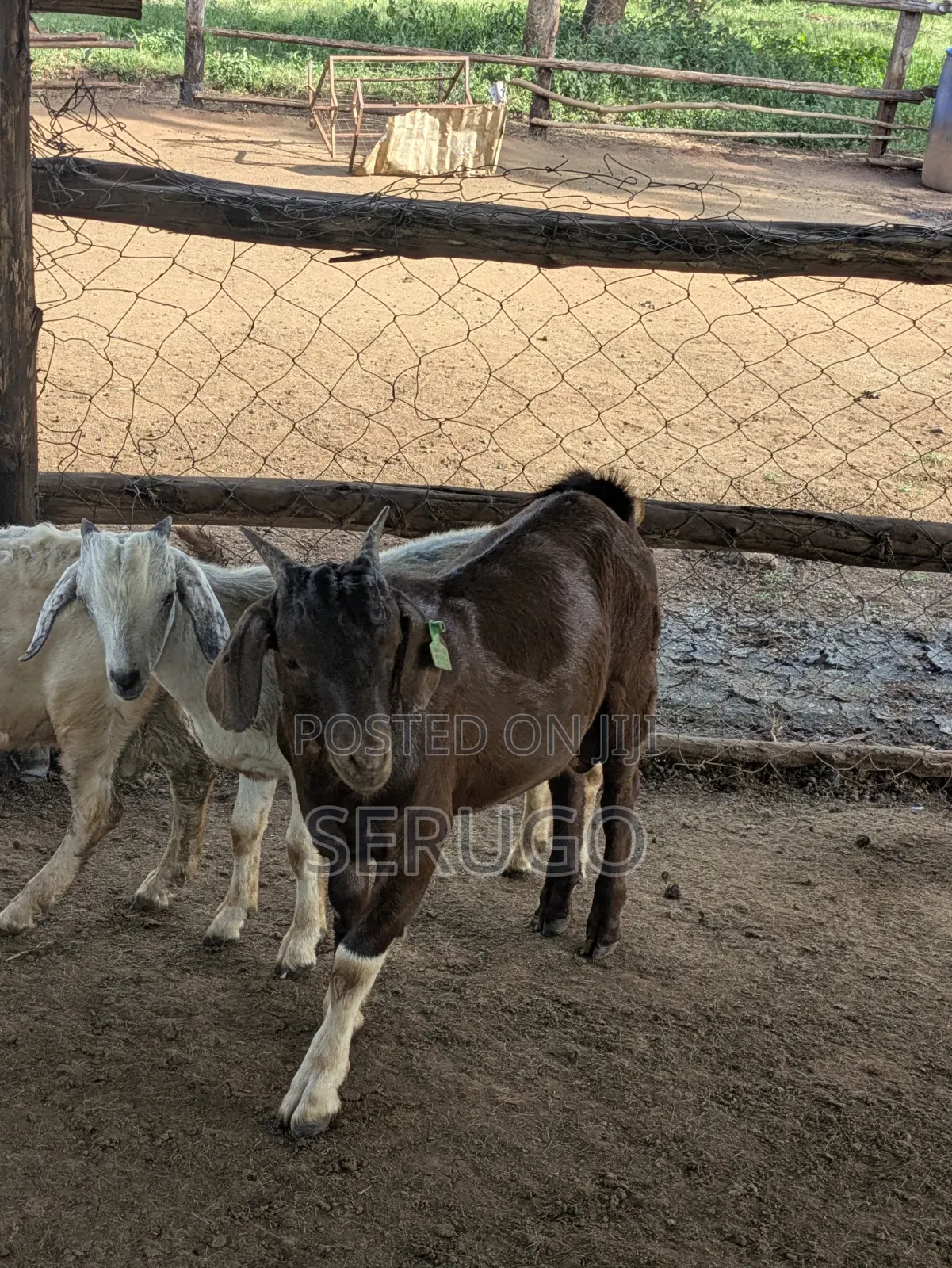 75% Crossed Savannah Kalahari and Boer Bucks