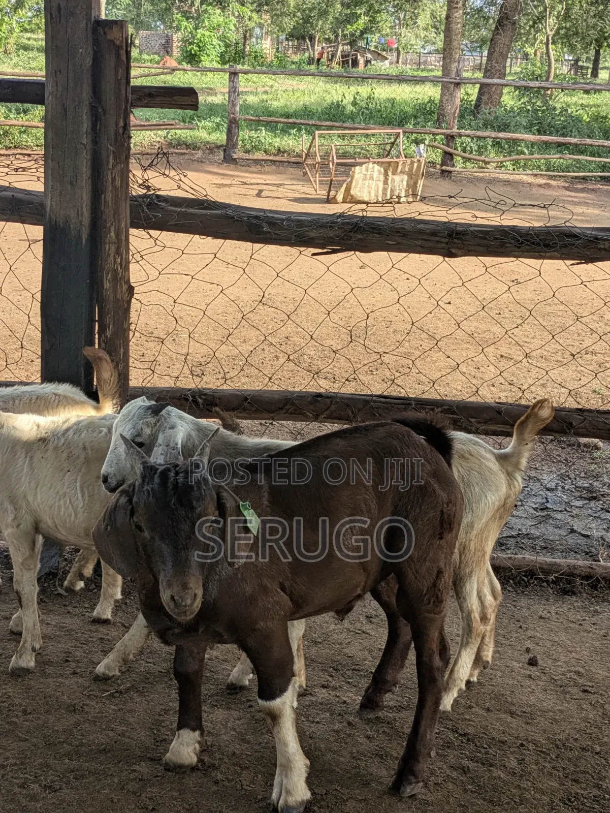 75% Crossed Savannah Kalahari and Boer Bucks