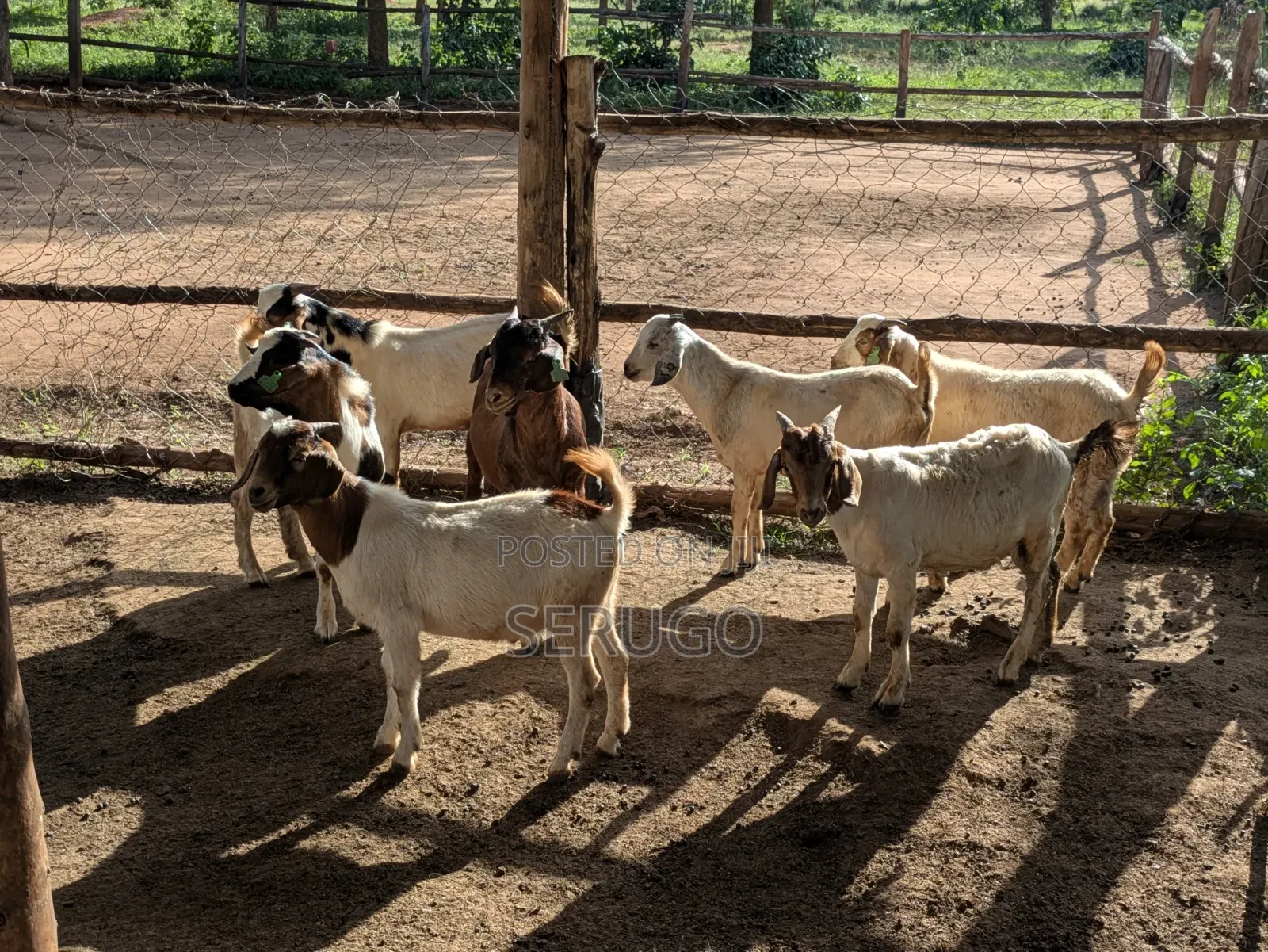 75% Crossed Savannah Kalahari and Boer Bucks