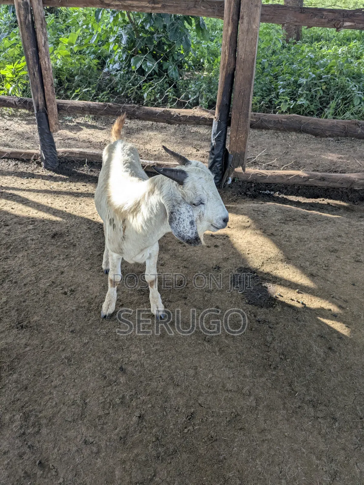 75% Crossed Savannah Kalahari and Boer Bucks