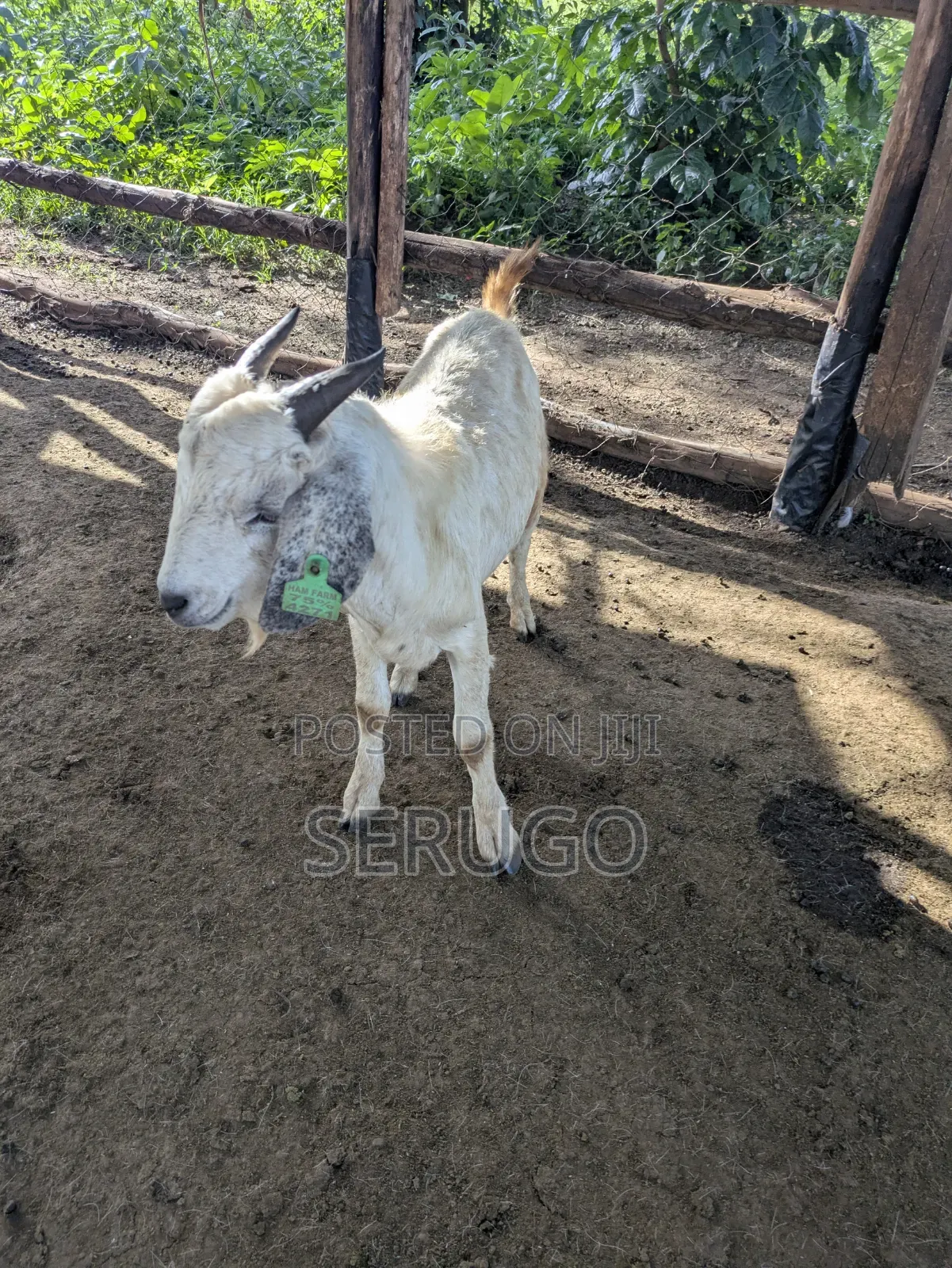 75% Crossed Savannah Kalahari and Boer Bucks
