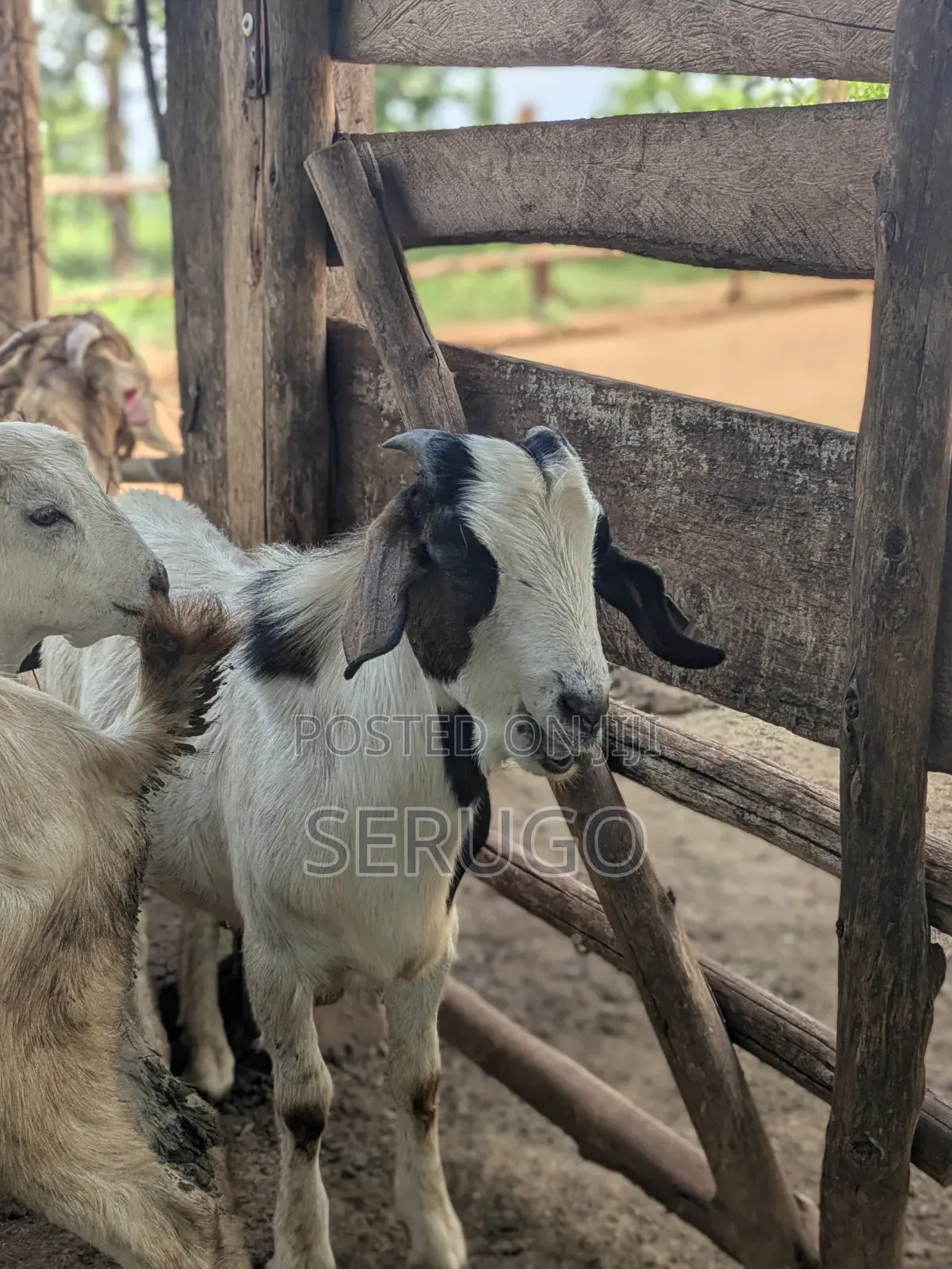 75% Crossed Savannah Kalahari and Boer Bucks