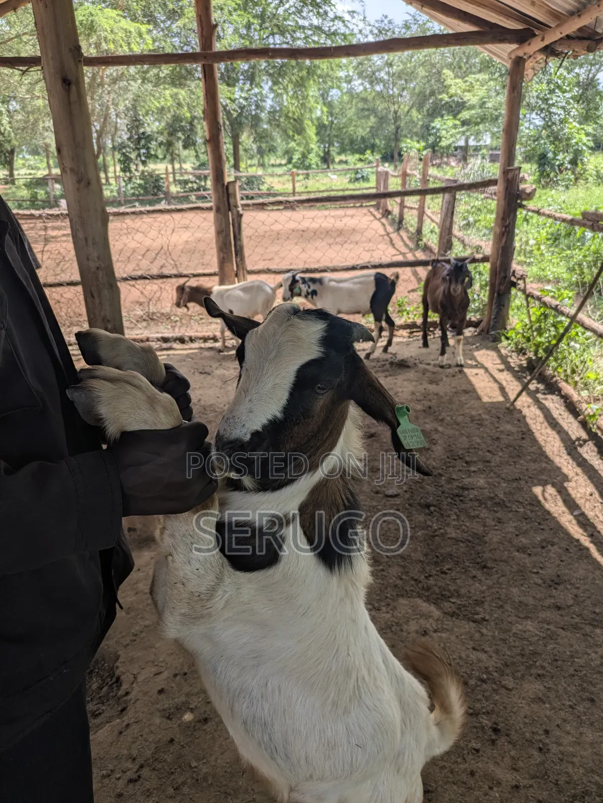 75% Crossed Savannah Kalahari and Boer Bucks