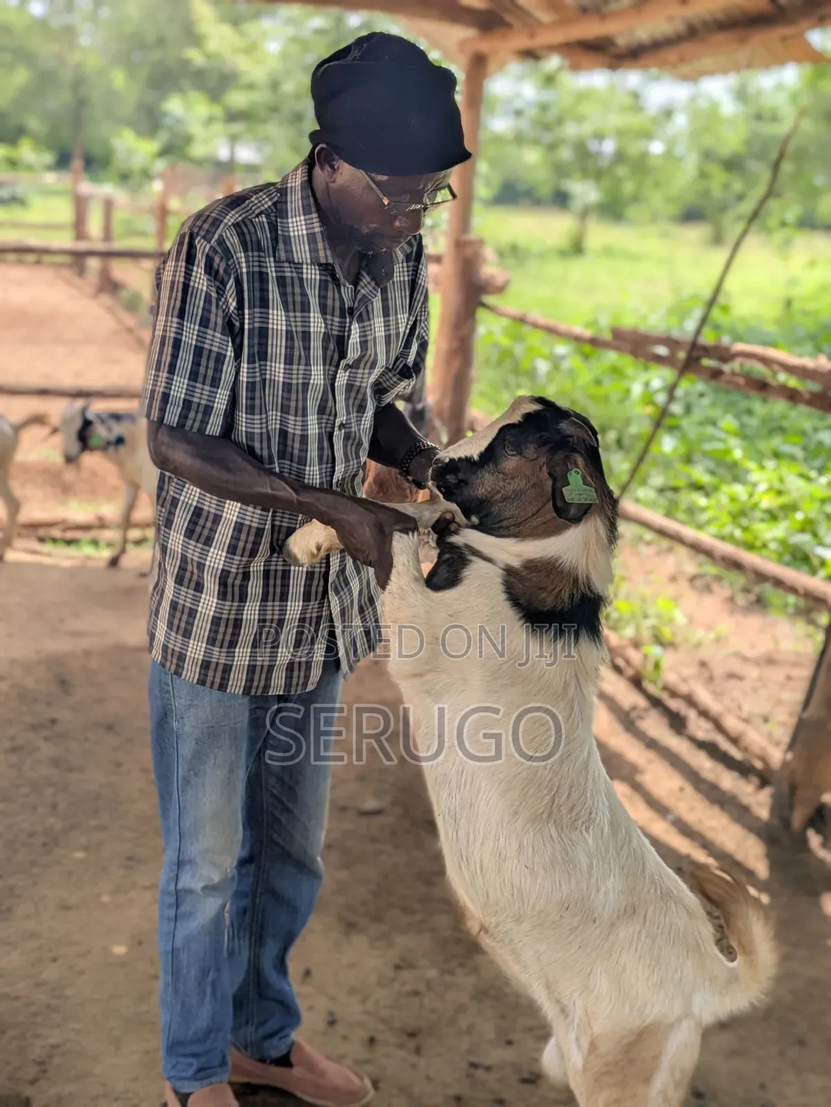 75% Crossed Savannah Kalahari and Boer Bucks