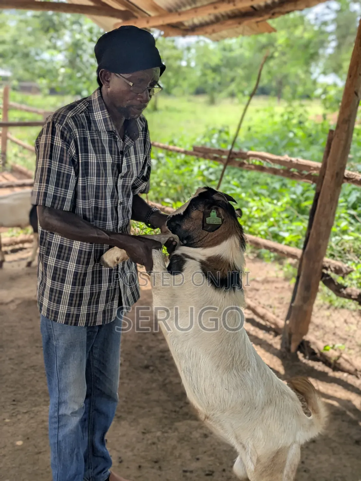 75% Crossed Savannah Kalahari and Boer Bucks