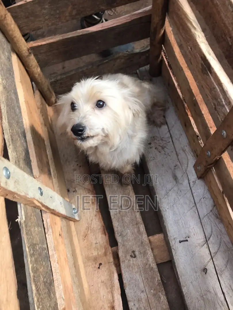 6-12 months Female Purebred Maltese