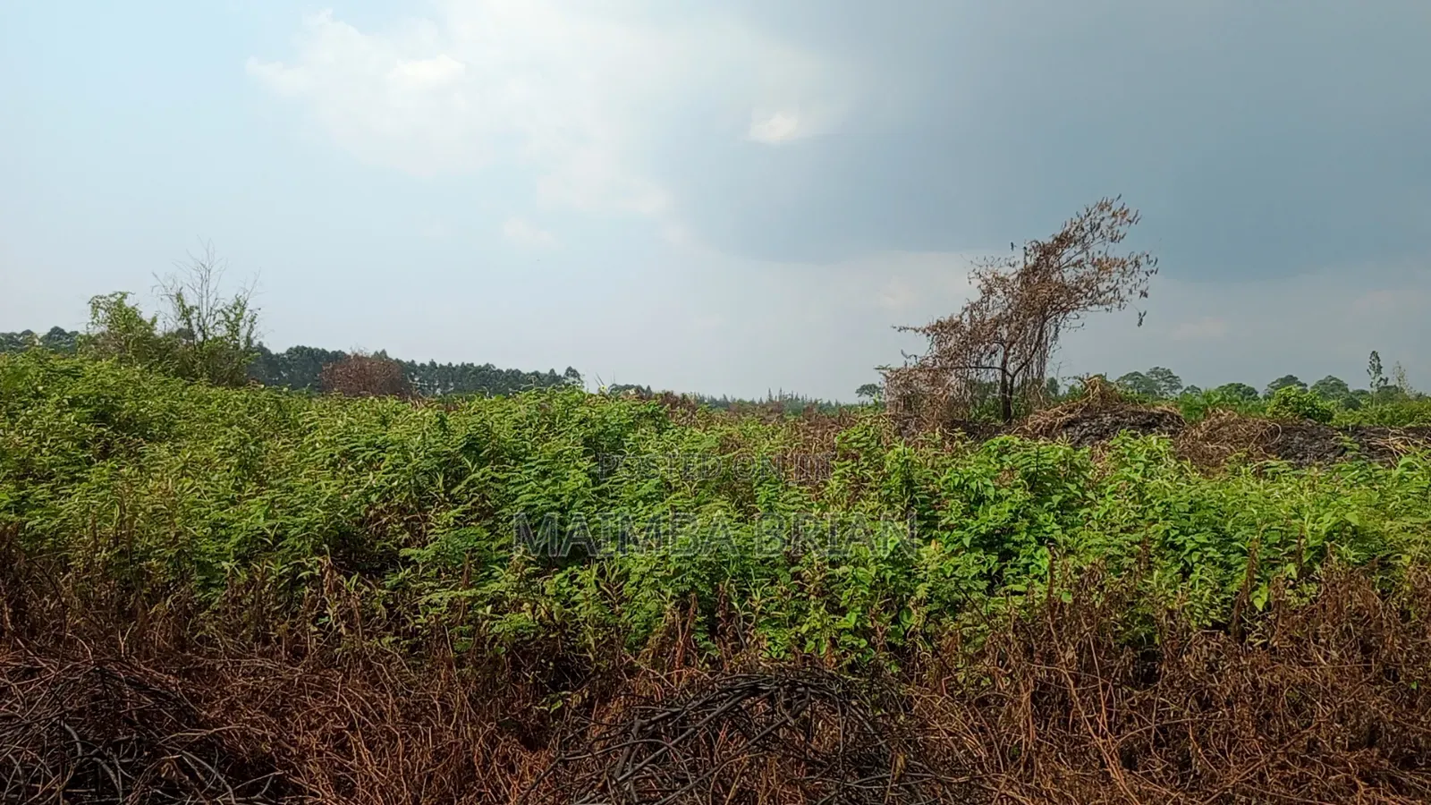 49 Acres in Gayaza Busika, Janda Village at 18M Per Acre