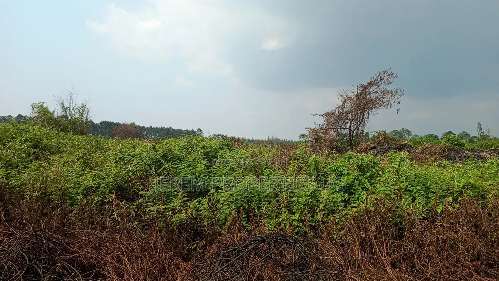 49 Acres in Gayaza Busika, Janda Village at 18M Per Acre