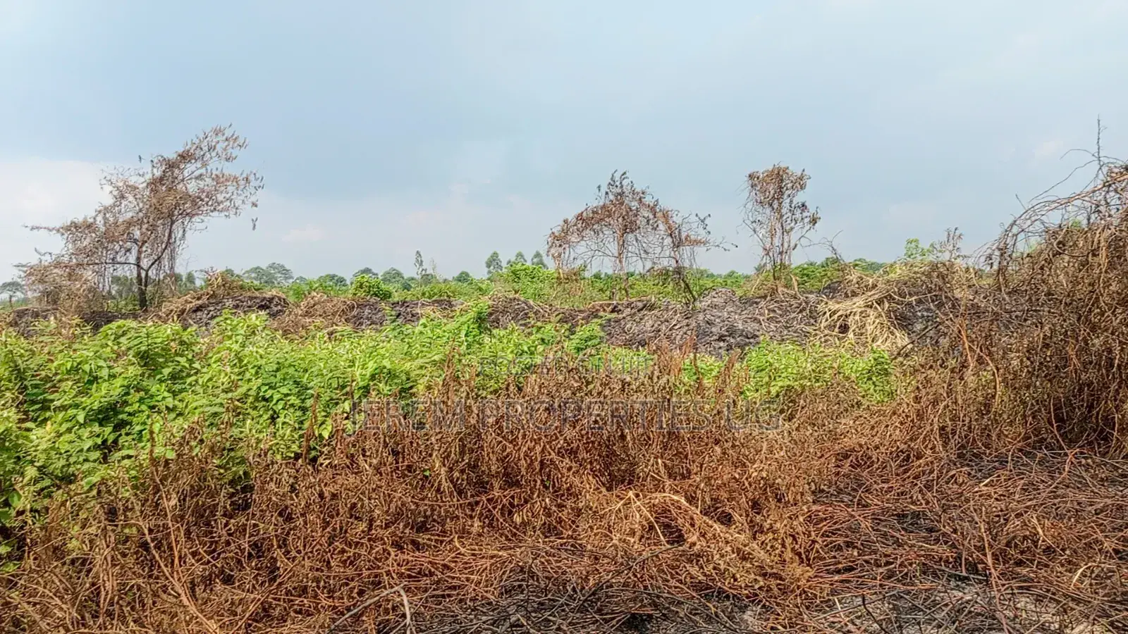 49 Acres in Gayaza Busika, Janda Village at 18M Per Acre
