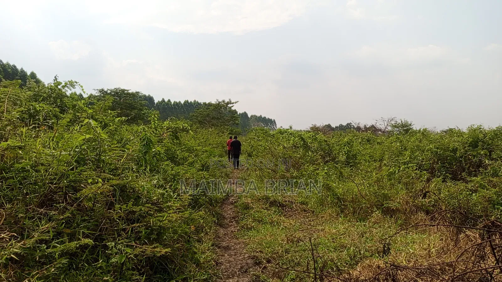 49 Acres in Gayaza Busika, Janda Village at 18M Per Acre