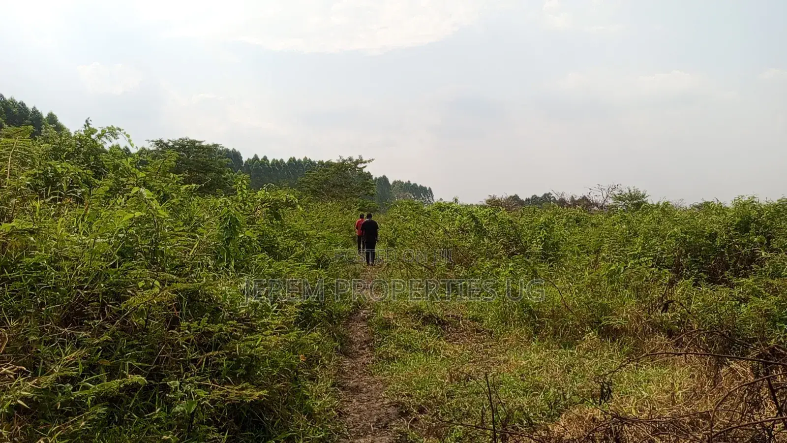49 Acres in Gayaza Busika, Janda Village at 18M Per Acre
