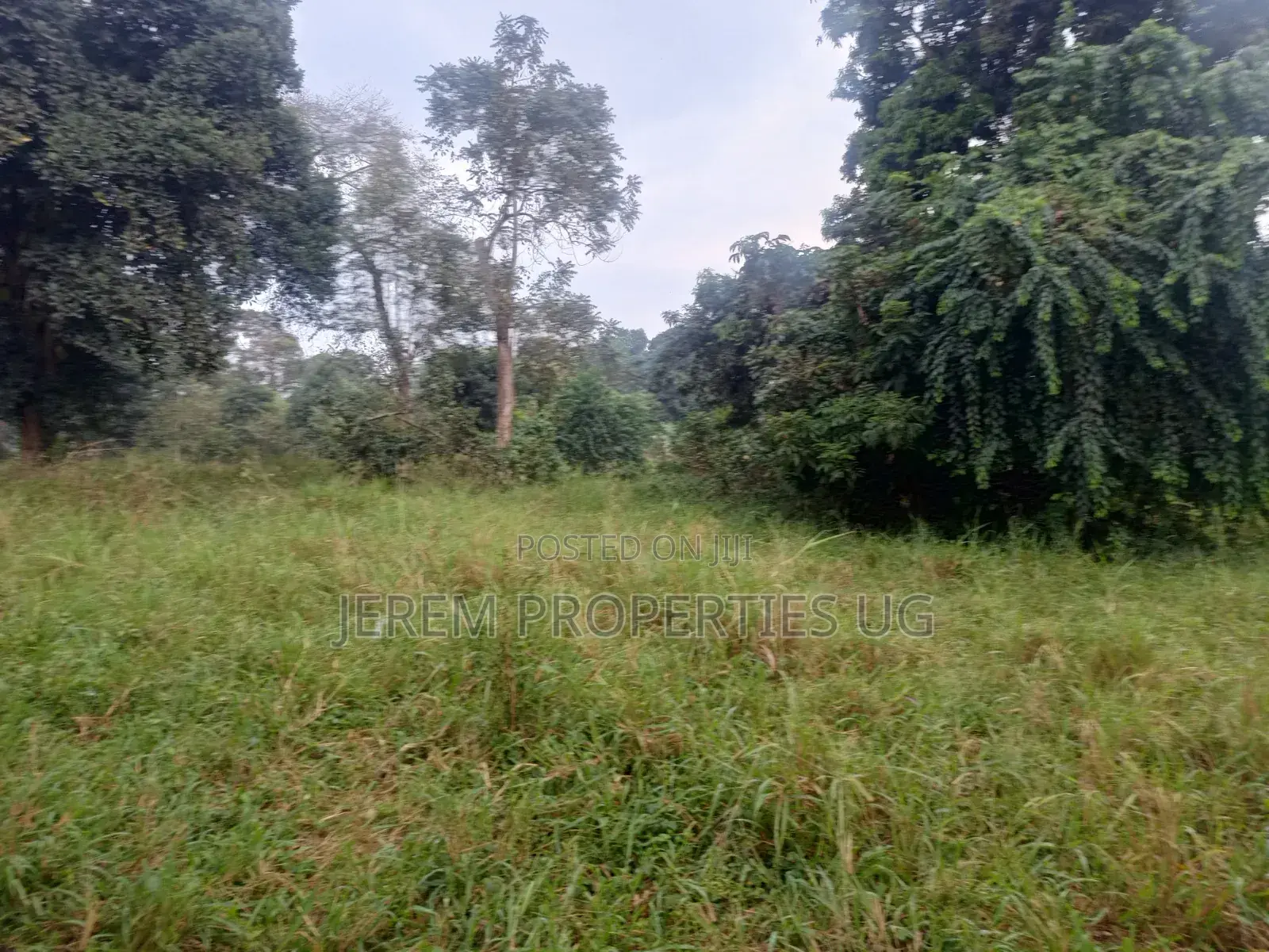 49 Acres in Gayaza Busika, Janda Village at 18M Per Acre