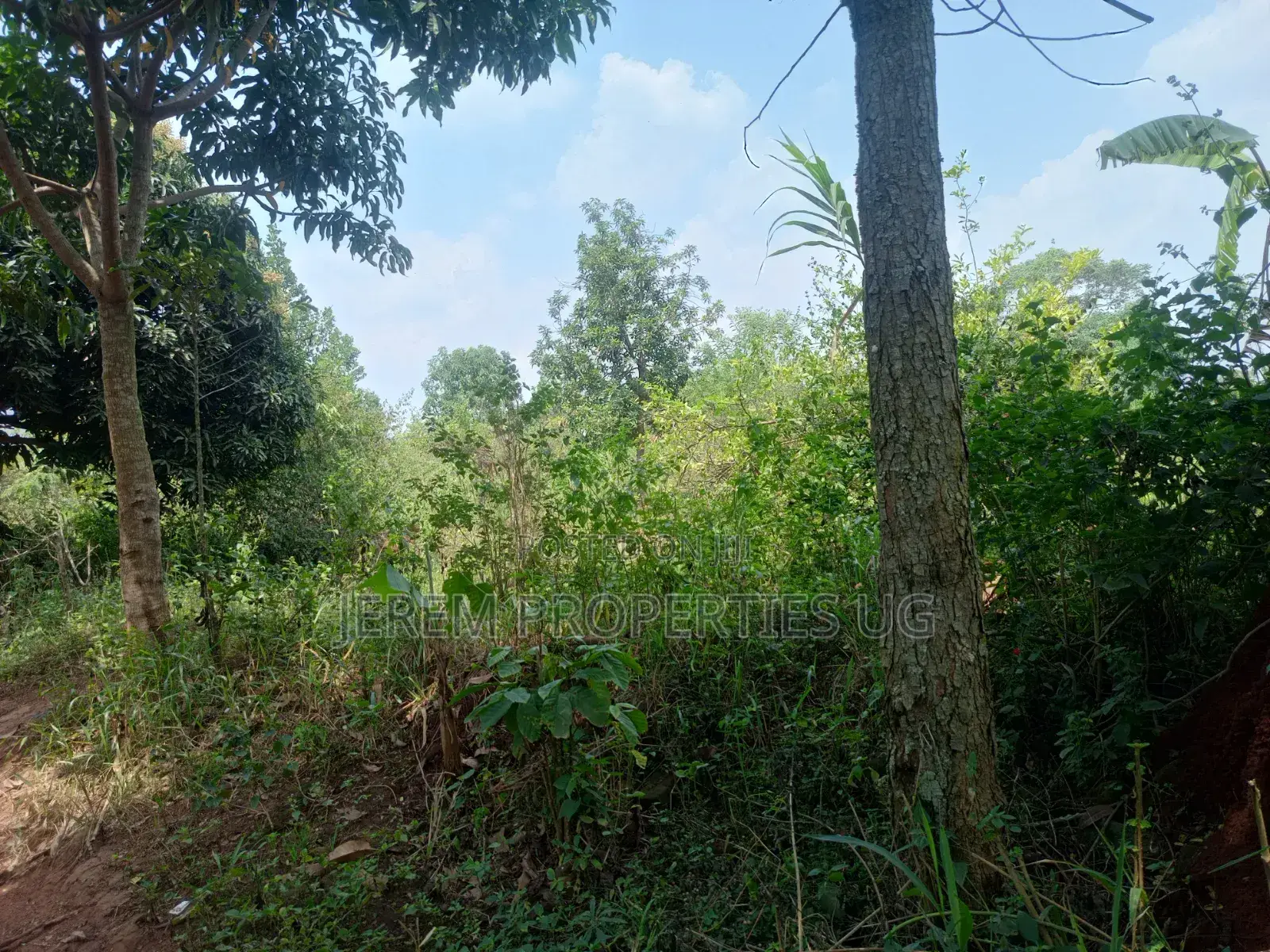 49 Acres in Gayaza Busika, Janda Village at 18M Per Acre