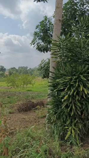 Farmland for Sale – Nyakisharara, Mbarara–ibanda Road