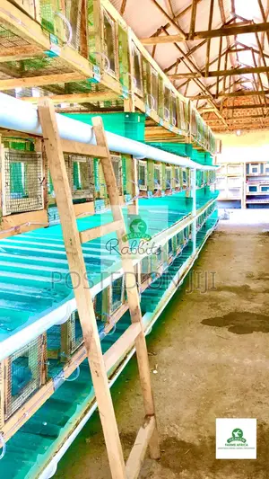 Rabbit Cages