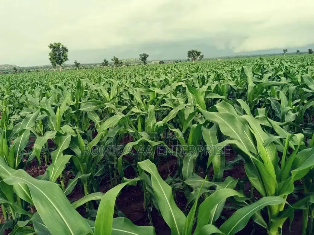 Fertile Farmland for Sale in Lamwo