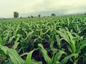 Fertile Farmland for Sale in Lamwo