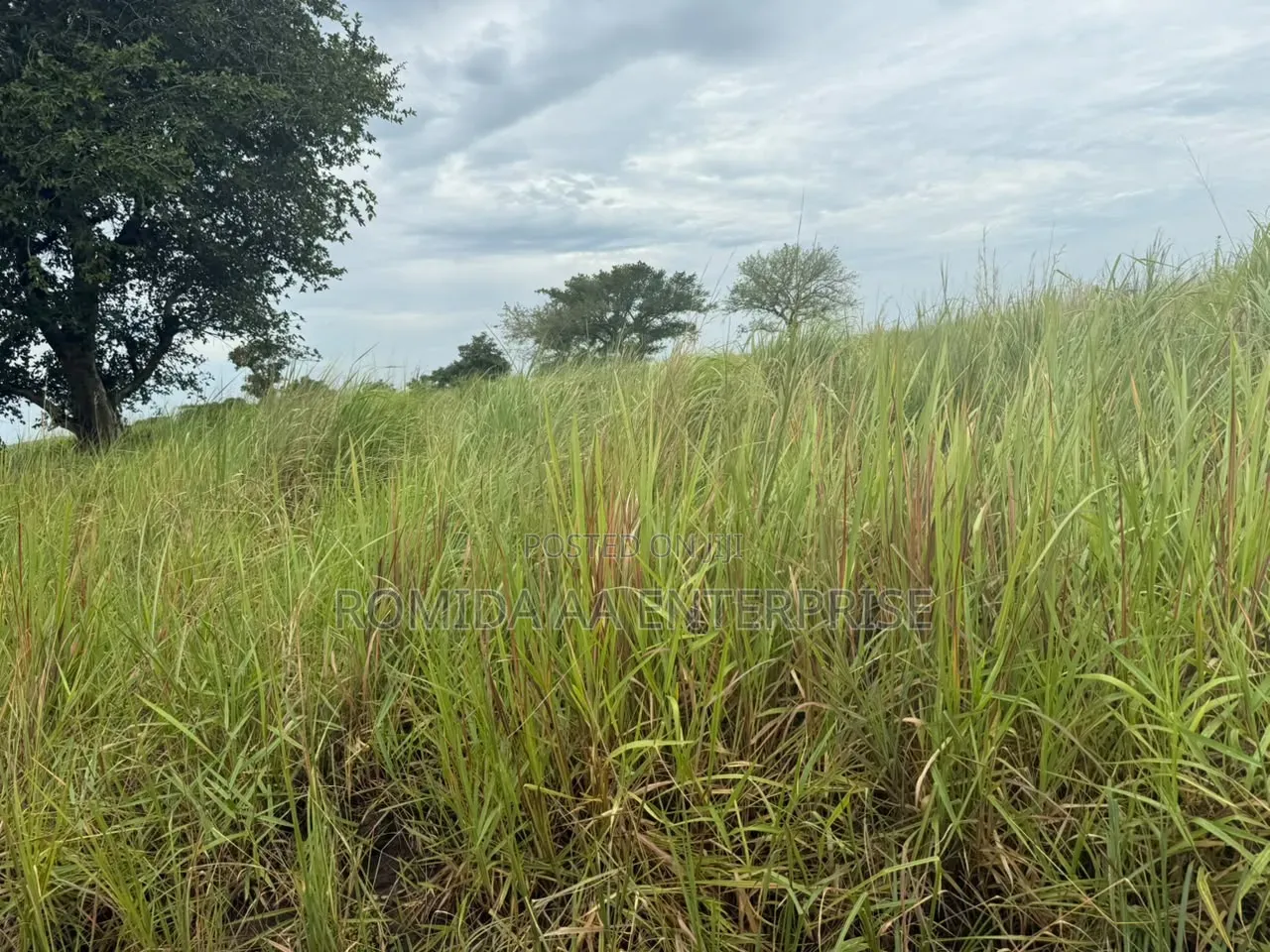 Fertile Farmland for Sale in Lamwo
