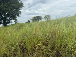 Fertile Farmland for Sale in Lamwo