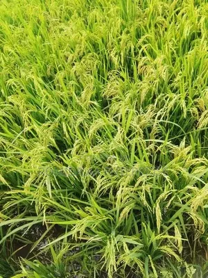 Fertile Farmland for Sale in Lamwo