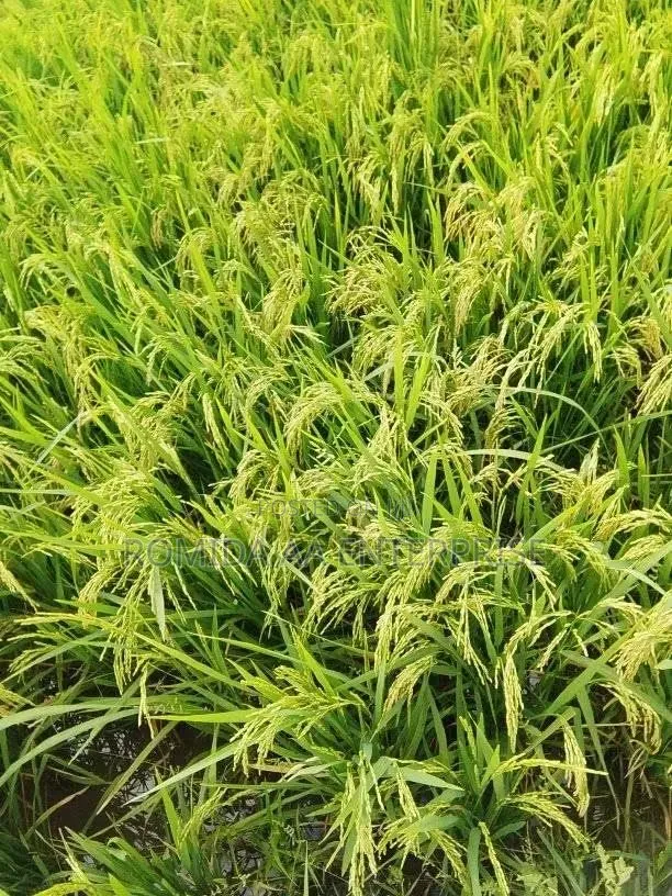 Fertile Farmland for Sale in Lamwo