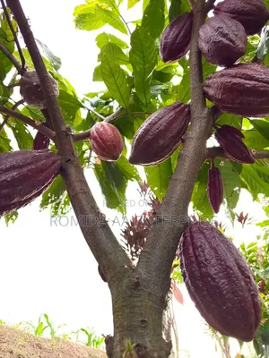 Best Cocoa Seedlings Variety
