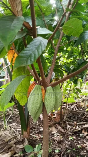 Best Cocoa Seedlings Variety
