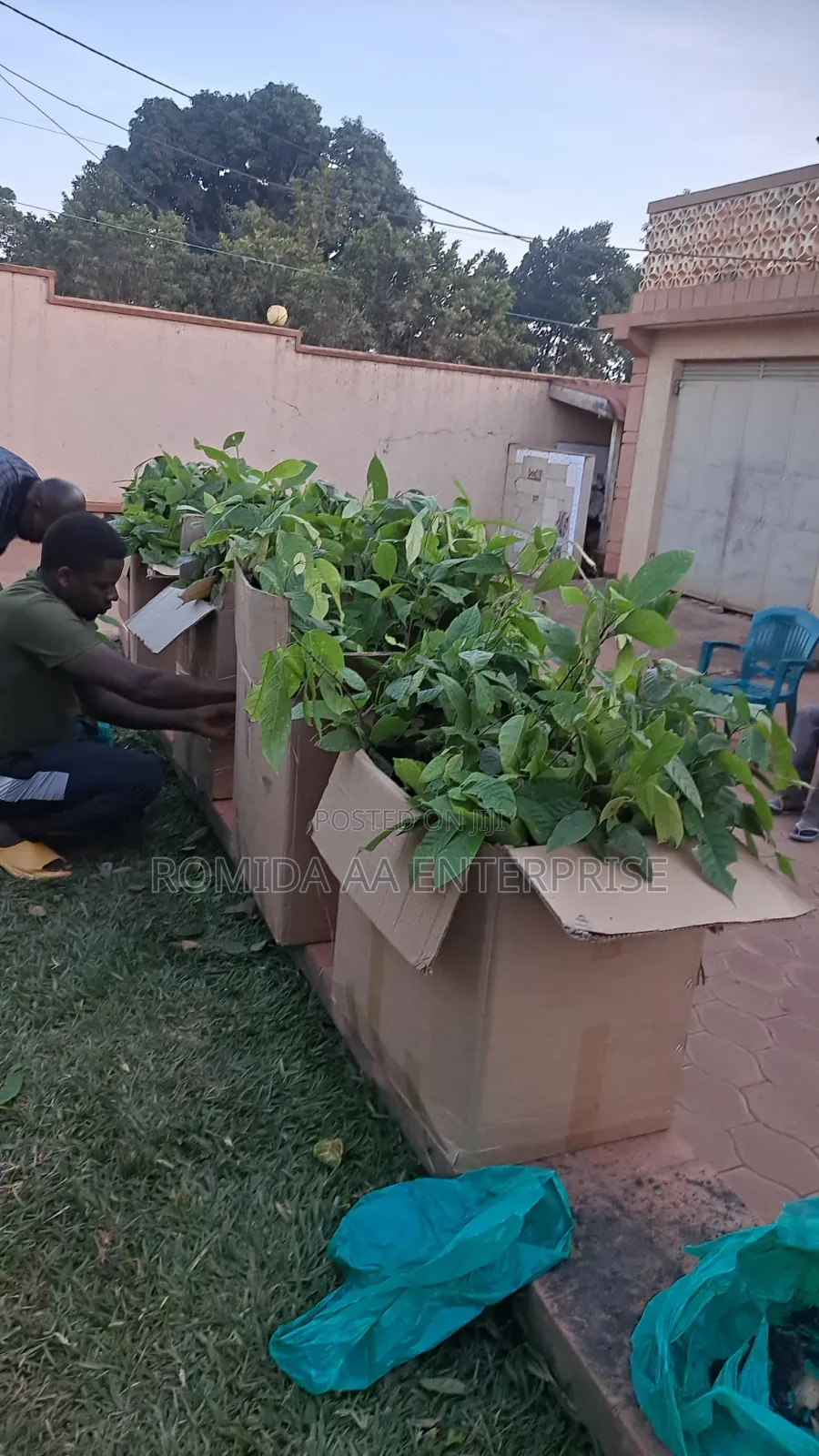 Best Cocoa Seedlings Variety