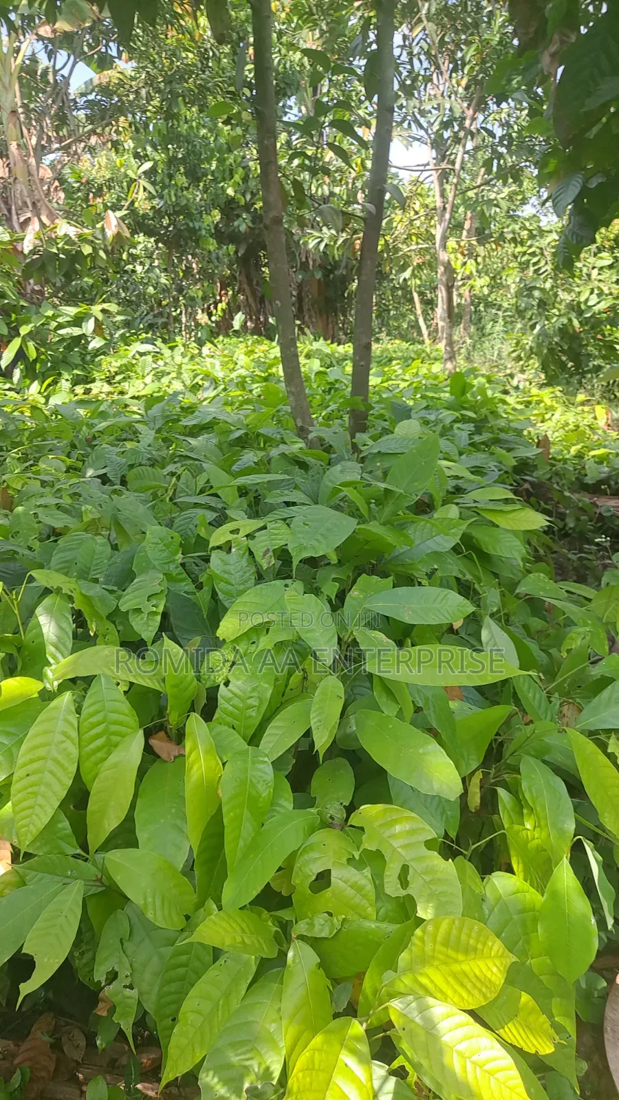 Best Cocoa Seedlings Variety