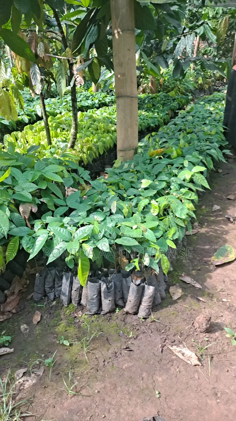 Best Cocoa Seedlings Variety