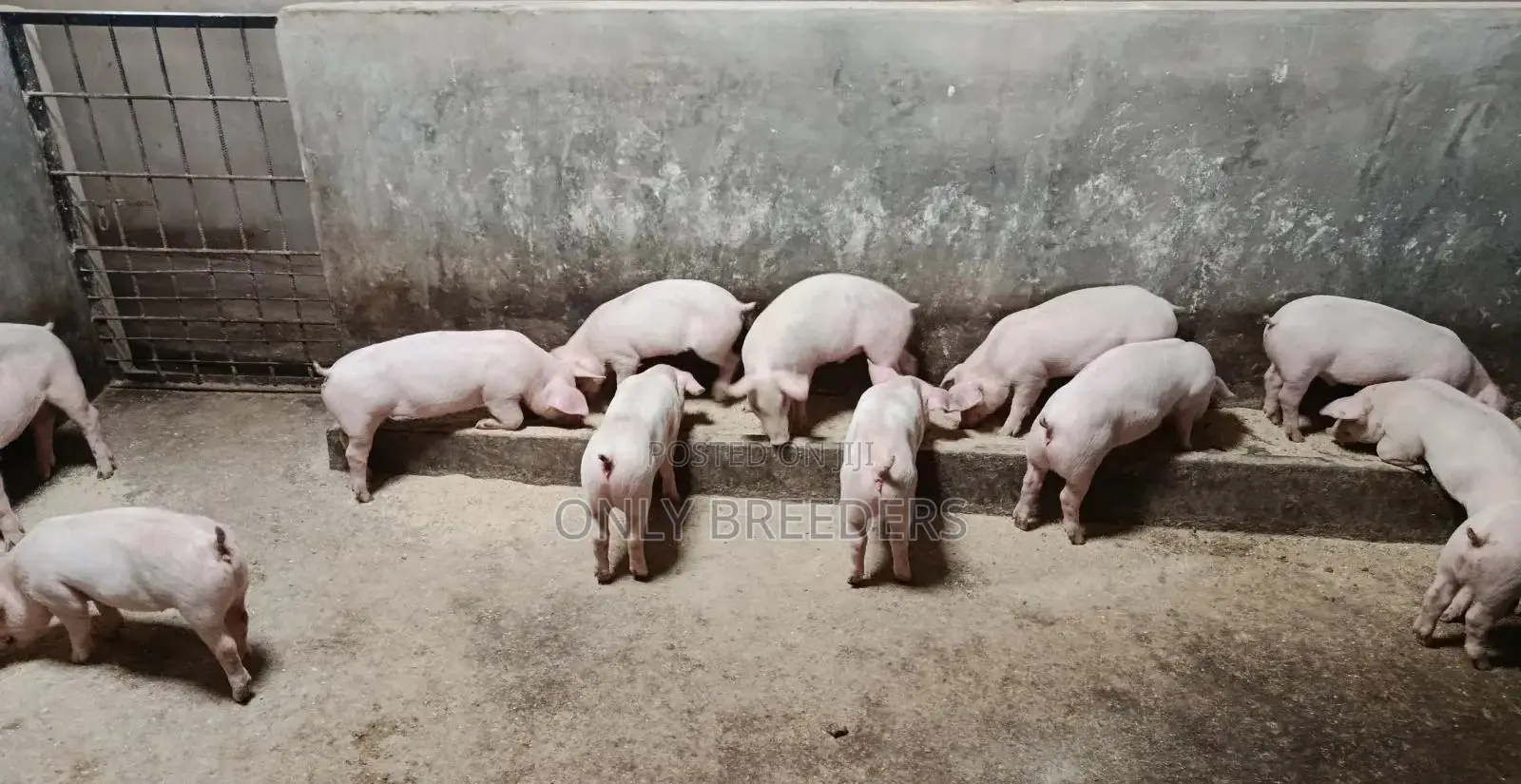 Piglets for Sale in 1.5 Months to Come at a Cheaper Price