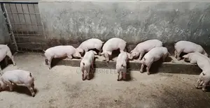 Piglets for Sale in 1.5 Months to Come at a Cheaper Price