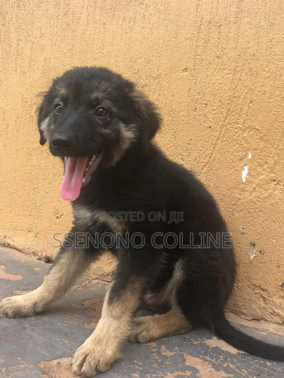 1-3 months Male Purebred German Shepherd