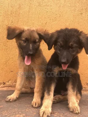 1-3 months Male Purebred German Shepherd