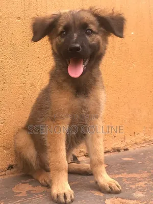 1-3 months Male Purebred German Shepherd