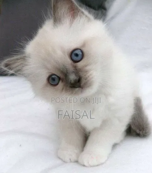 0-1 month Male Purebred Ragdoll