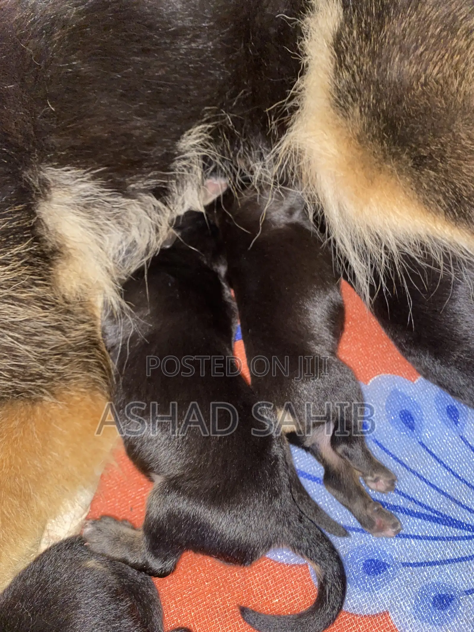 1-3 months Male Mixed Breed German Shepherd