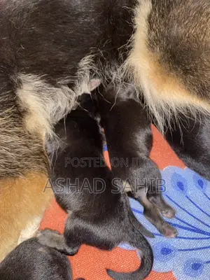 1-3 months Male Mixed Breed German Shepherd