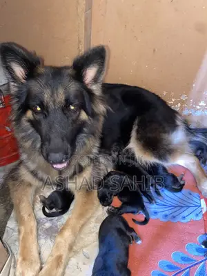1-3 months Male Mixed Breed German Shepherd