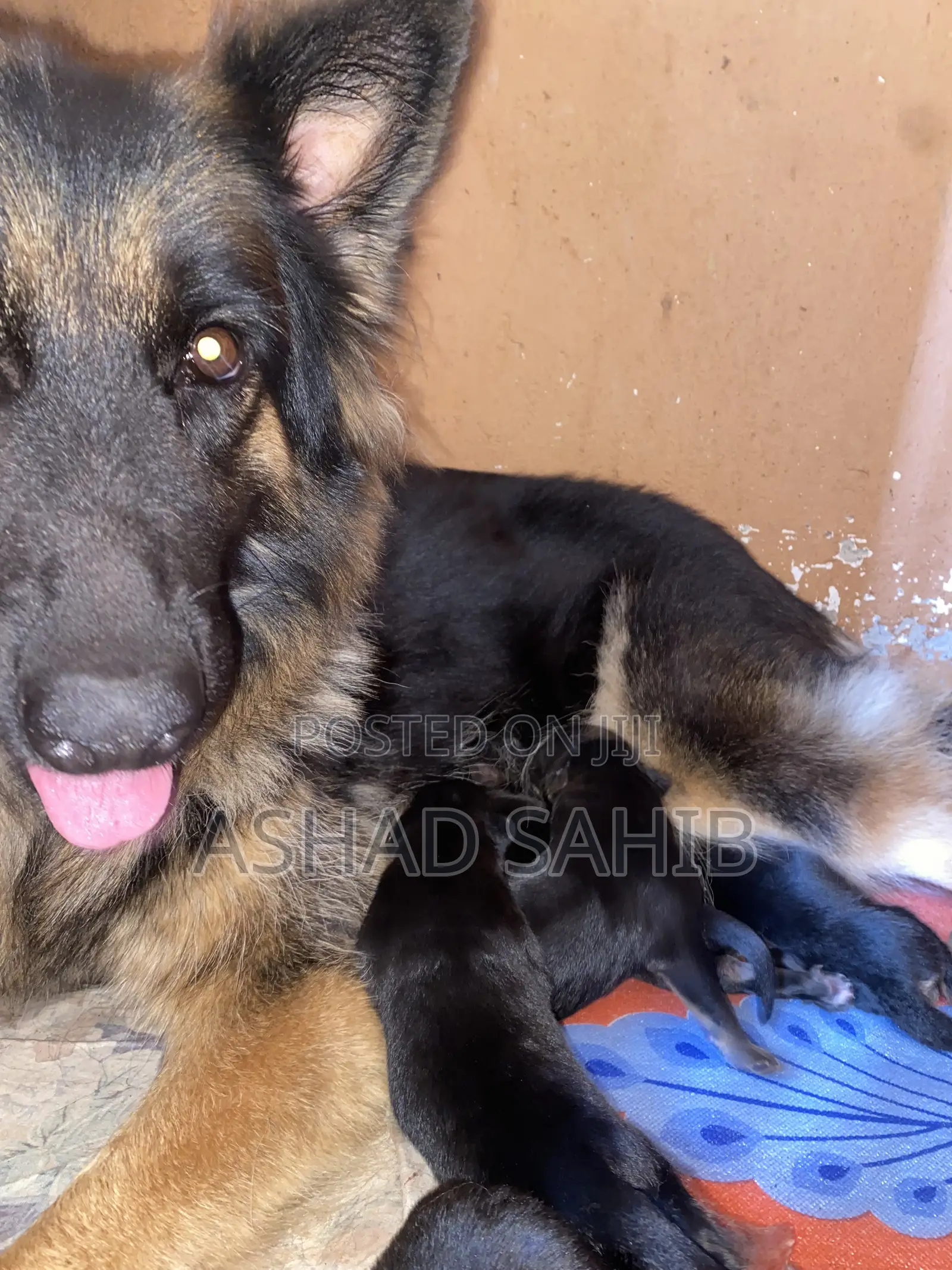 1-3 months Male Mixed Breed German Shepherd