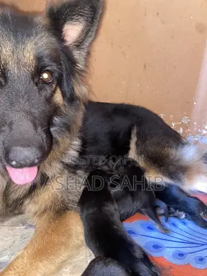 1-3 months Male Mixed Breed German Shepherd