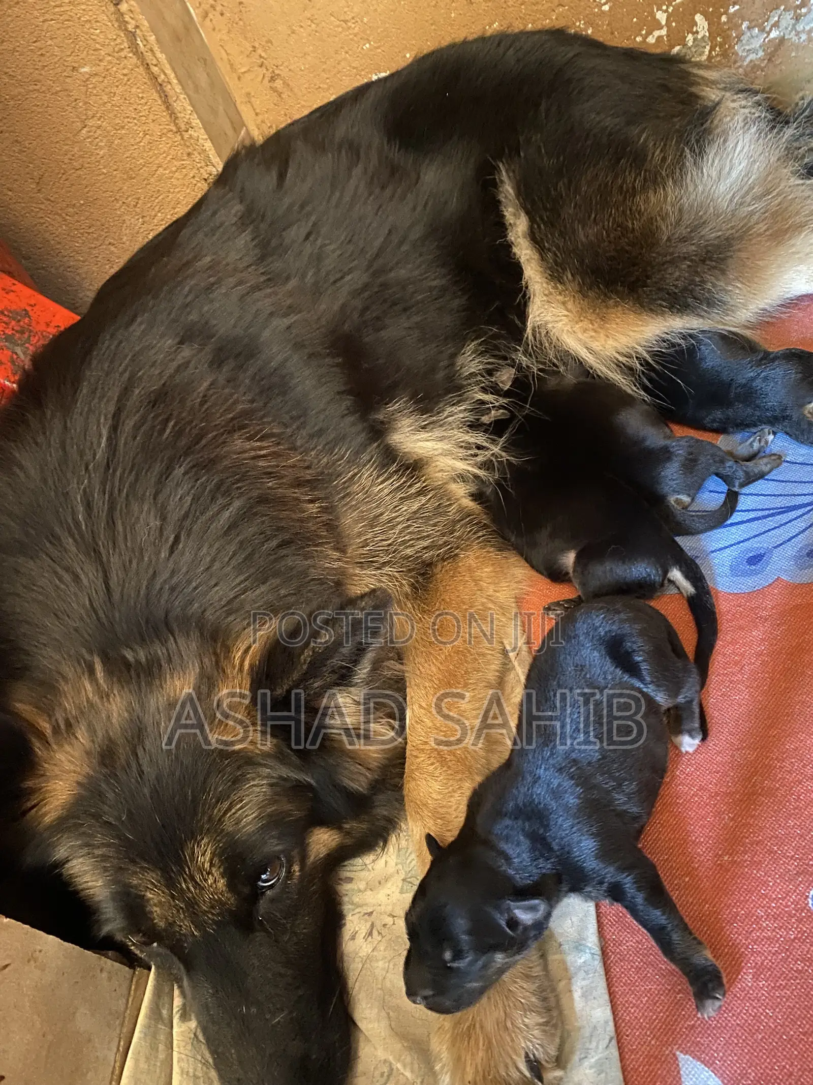 1-3 months Male Mixed Breed German Shepherd