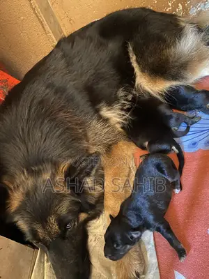 1-3 months Male Mixed Breed German Shepherd